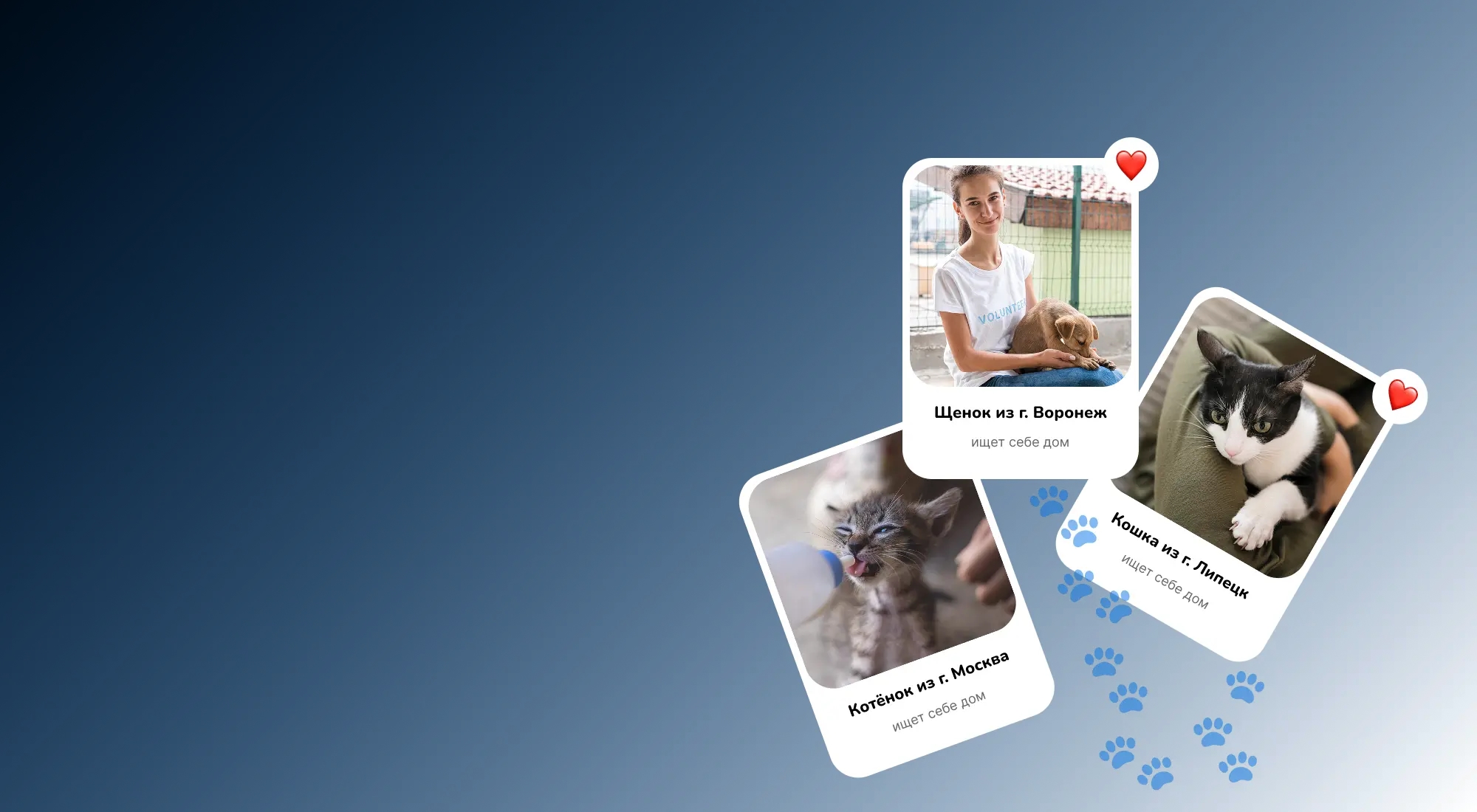 Кошки и собаки — баннер WhiskersTails